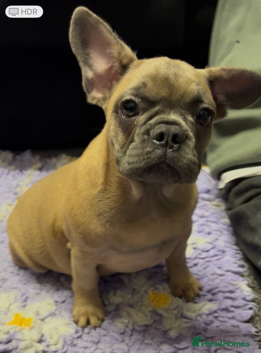 French Bulldog dogs for sale: 2 quality healthy fawn girls 6 months old - Advert 8