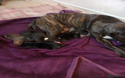 Mixed Breed dogs for sale: Staffyxjackrussell pups - Image 9
