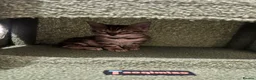 Bengal cats for sale: 🐆 Exceptional F5Bengal Kittens EgyptianBloodline  - Advert 12
