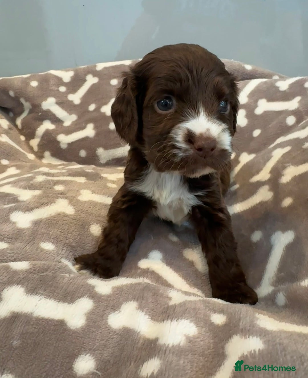 Cocker Spaniel dogs for sale: 😍🐾Show Type Spaniels,KC Reg,Health Tested🐾😍 - Image 2
