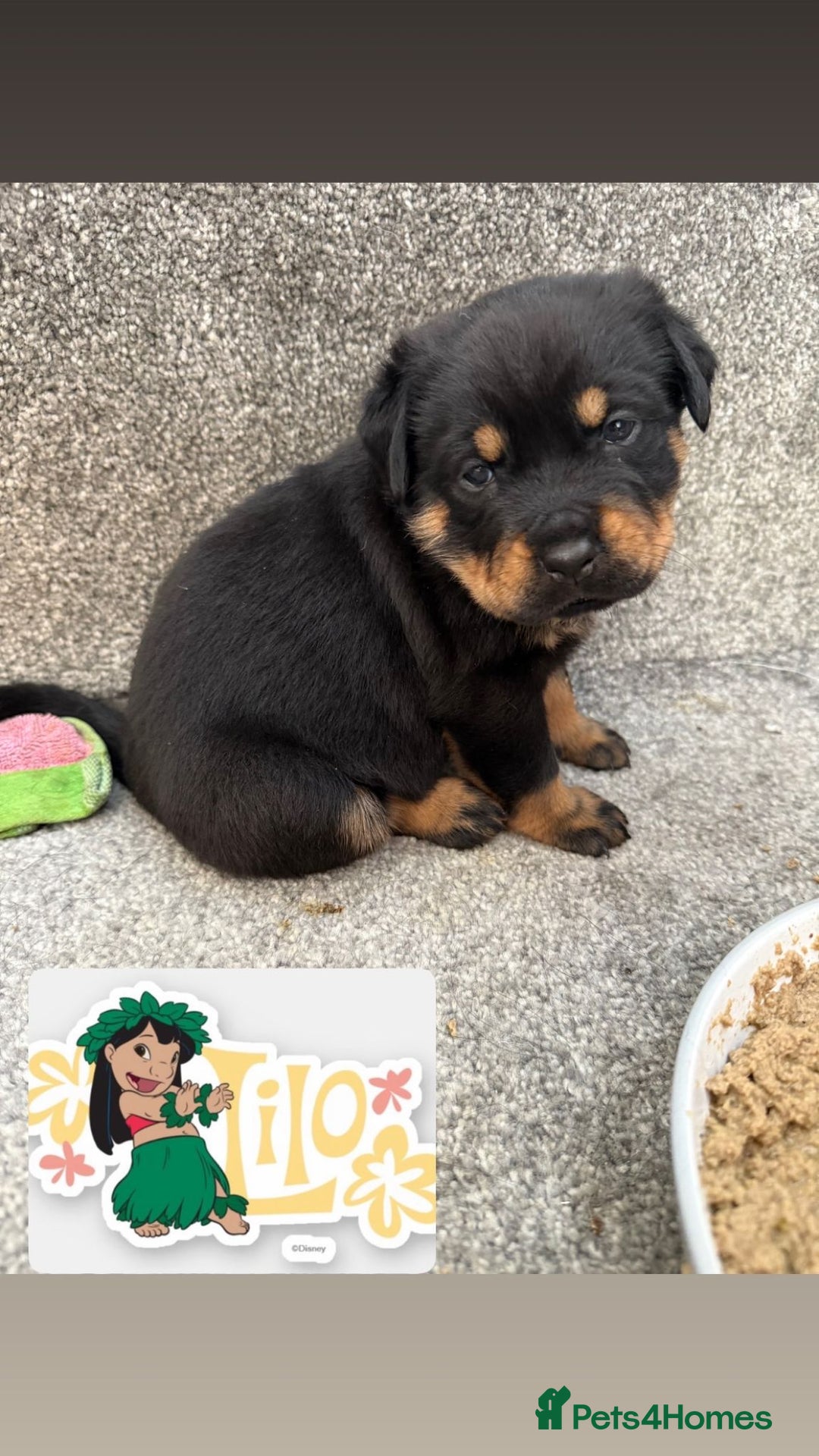 Rottweiler dogs for sale: Stunning chunky Rottweiler puppies - Image 16