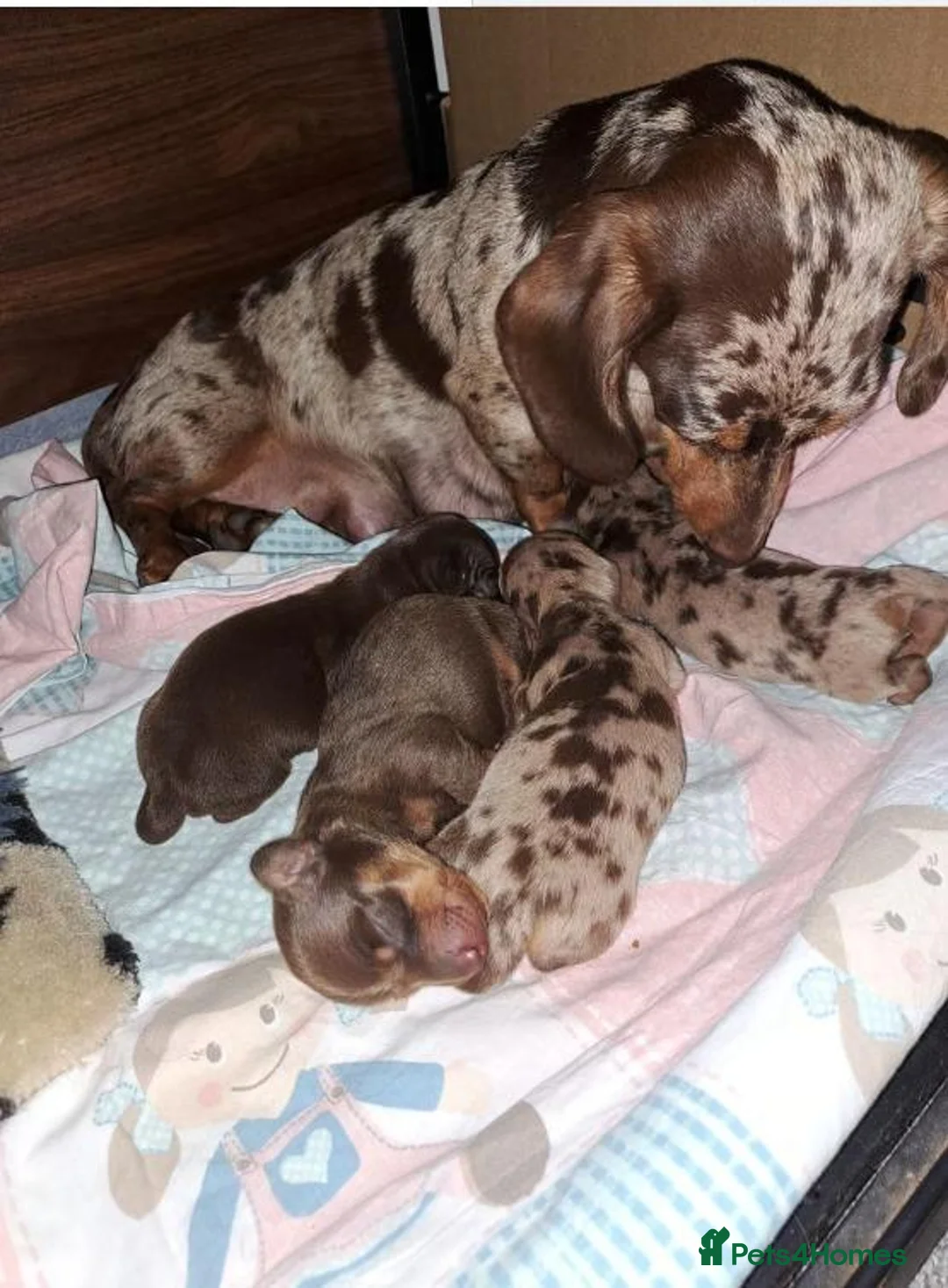 Miniature Dachshund dogs for sale: Beautiful Miniature Dachshund Puppies in Paisley - Advert 2