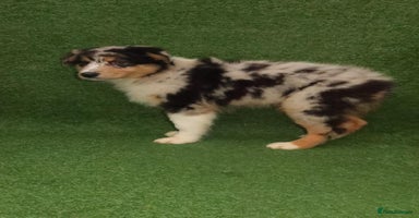 Australian Shepherd dogs Australia shepherd Kc puppies TWO LEFT  - Advert 14