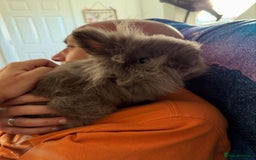 Lionhead rabbits for sale: Hoppy  - Image 1