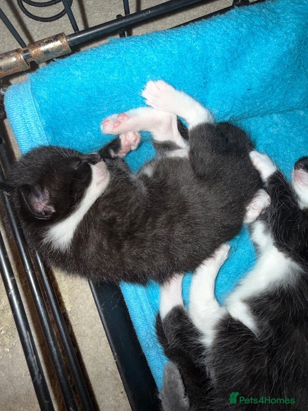 Domestic Shorthair cats for sale: 2x Tuxedo kittens  - Image 1