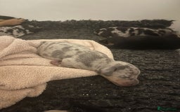 Miniature Dachshund dogs for sale: Amazing miniture dachshund puppies  - Image 4