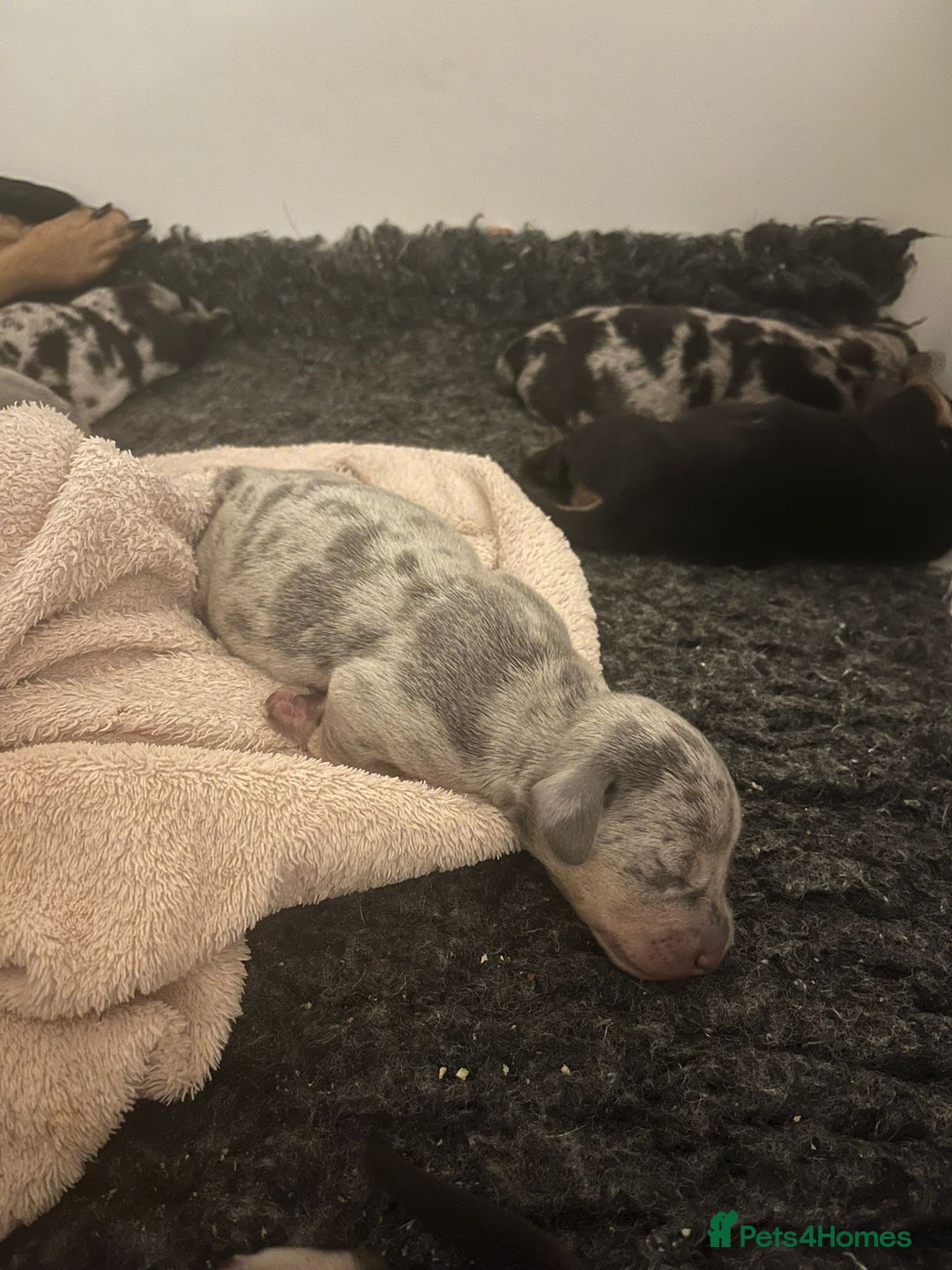 Miniature Dachshund dogs for sale: Amazing miniture dachshund puppies  - Image 4