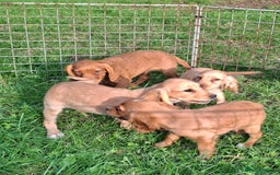 Cocker Spaniel dogs for sale: Working type cocker spaniel boys - Image 19