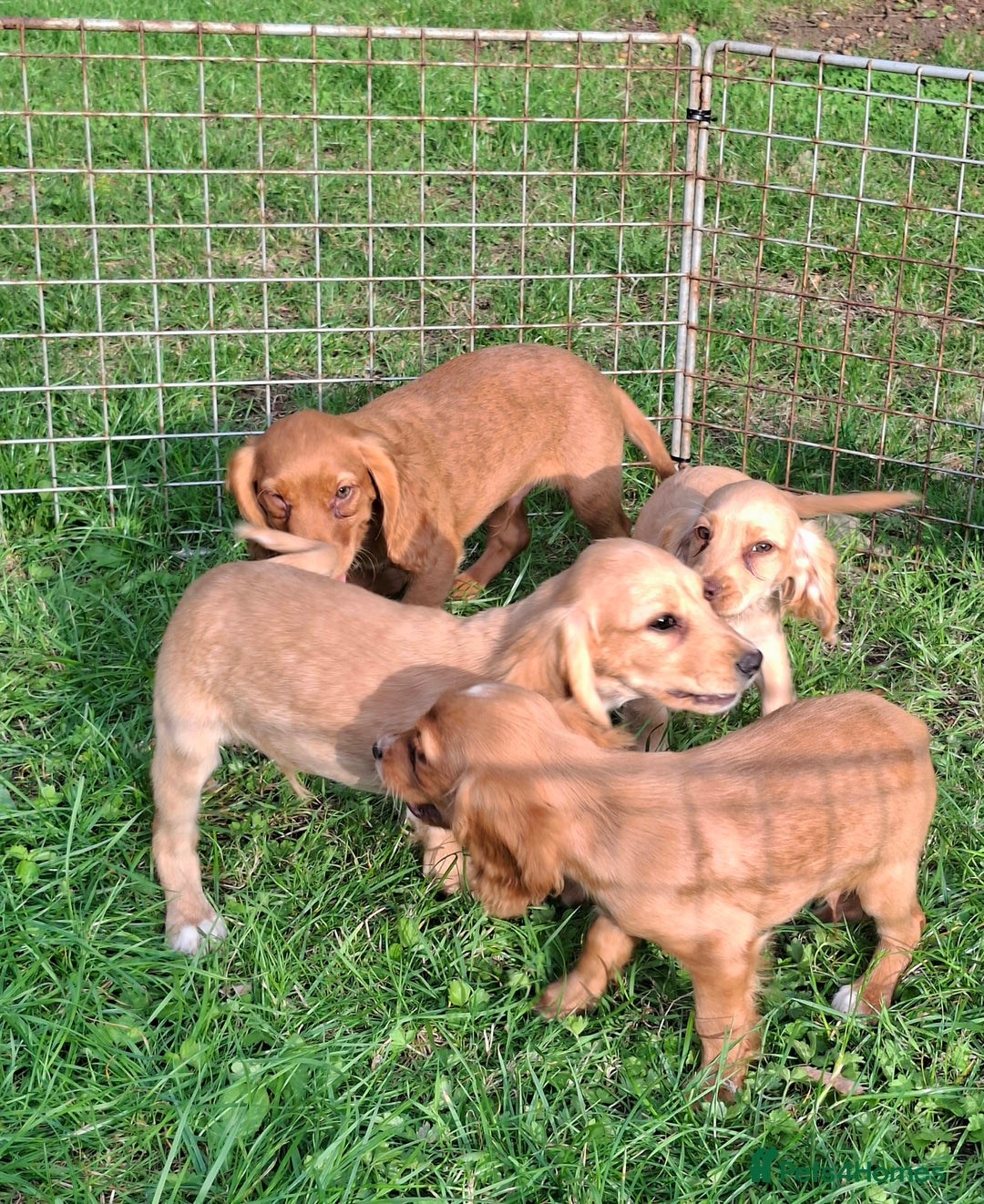 Cocker Spaniel dogs for sale: Working type cocker spaniel boys - Image 19