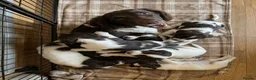 English Springer Spaniel dogs for sale: ​Working Springer Spaniel Bitches – Ready Soon!  - Advert 19