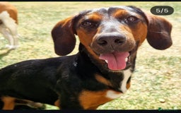 Mixed Breed dogs for sale: Bruno 2 years old - Image 1