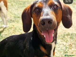 Mixed Breed dogs for sale - Advert 1