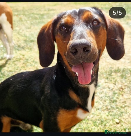 Mixed Breed dogs - Advert 1