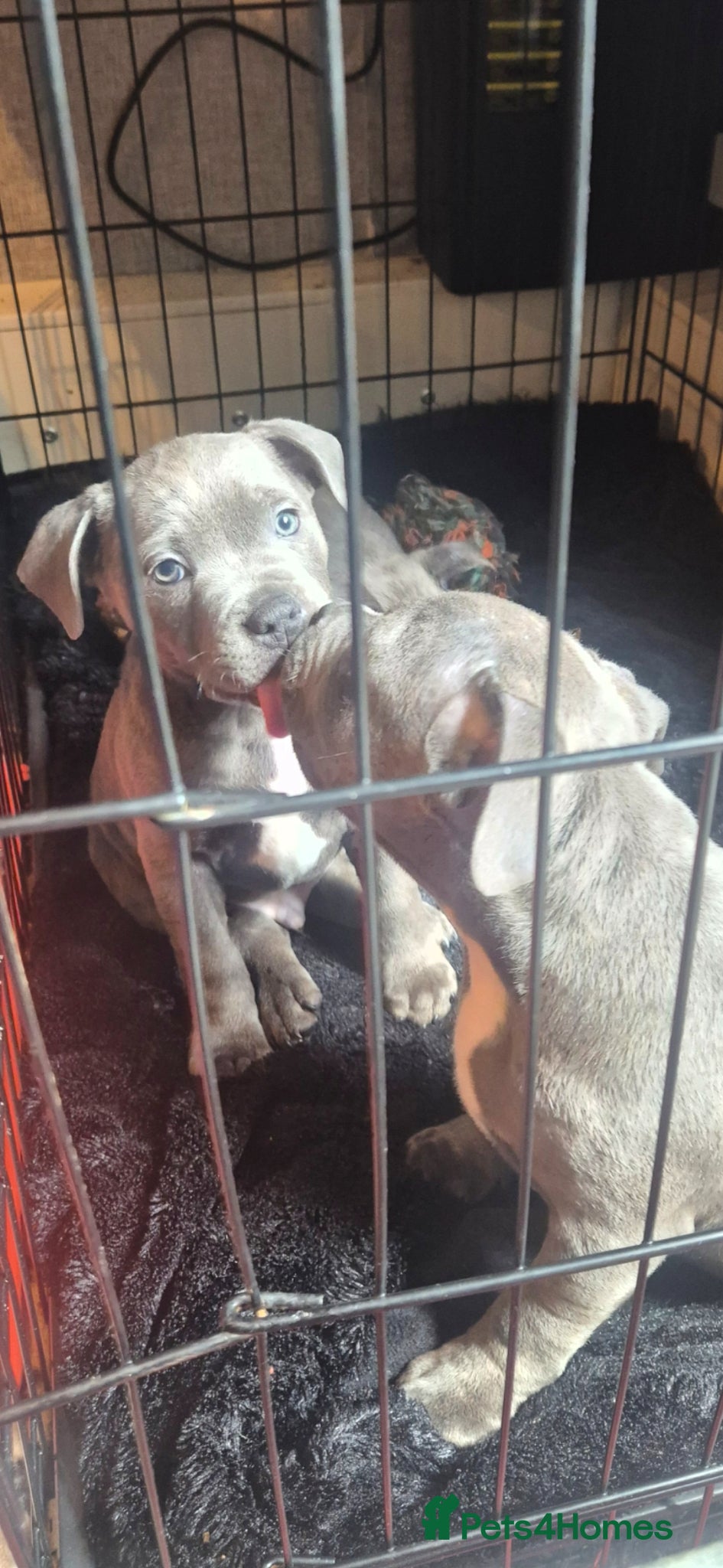 Staffordshire Bull Terrier dogs Staffordshire Bull Terrier Pupps-2 Boys Available  - Advert 8