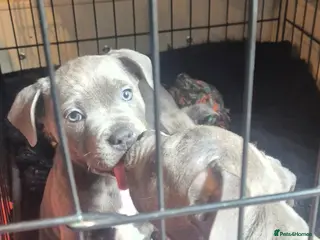 Staffordshire Bull Terrier dogs Staffordshire Bull Terrier Pupps-2 Boys Available - Advert 2