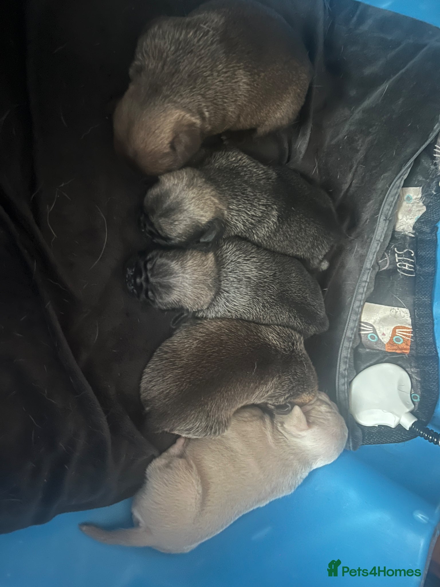 Pug dogs  Dark fawn male pug puppy with rare markings  - Advert 3