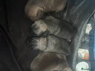 Pug dogs Dark fawn male pug puppy with rare markings - Advert 3