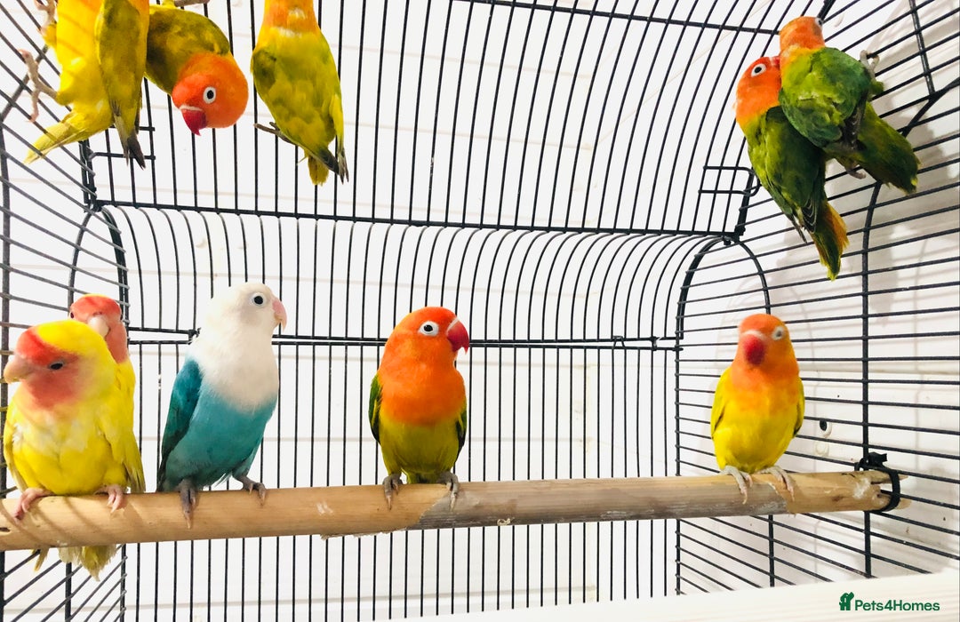 Lovebirds birds for sale: Beautiful lovebirds for sale. - Advert 3