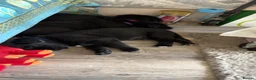 Sheprador dogs for sale: 2 shepador puppies ready end of August in Kirkliston - Advert 15