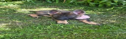 German Shepherd dogs for sale: Top pedigree Czech Line German Shepherd puppies  - Advert 2