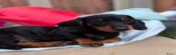 Dachshund dogs for sale: Beautiful Black and Tan dachshunds puppies  - Advert 2