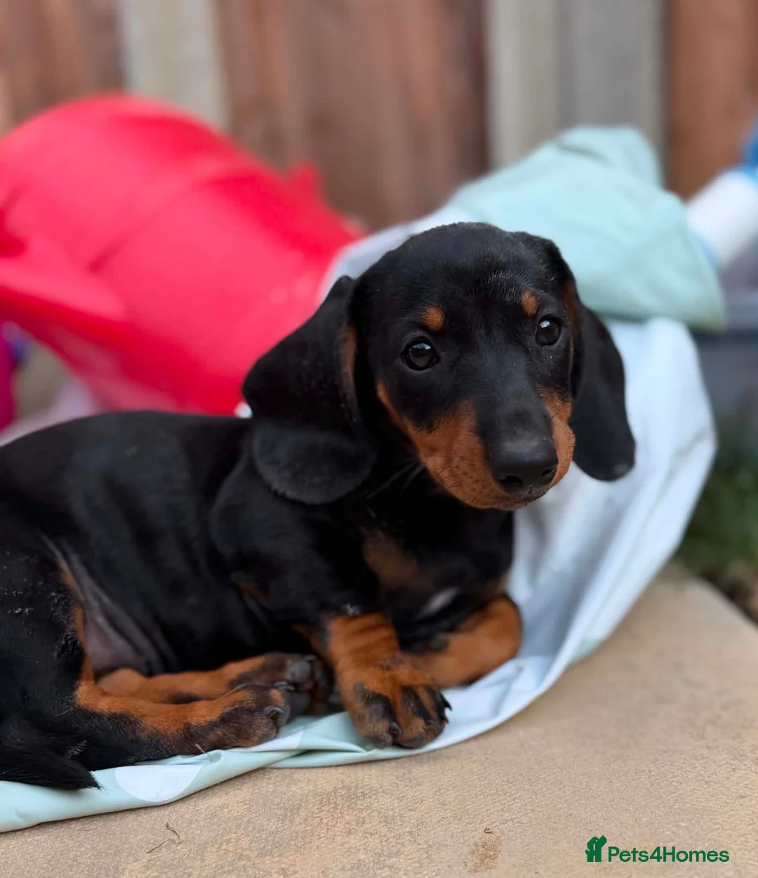 Dachshund dogs for sale: Beautiful Black and Tan dachshunds puppies  - Advert 2