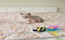Sphynx cats for sale: Sphynx kitten - Image 10