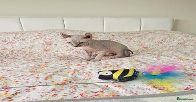 Sphynx cats - Advert 16