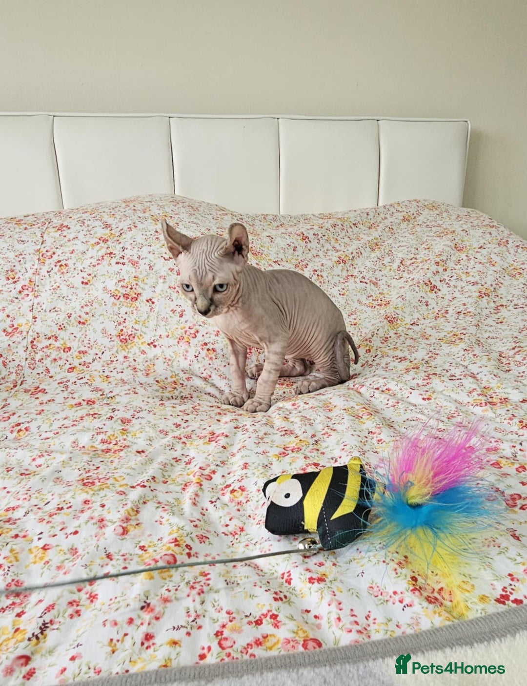 Sphynx cats for sale: Sphynx kitten - Image 10