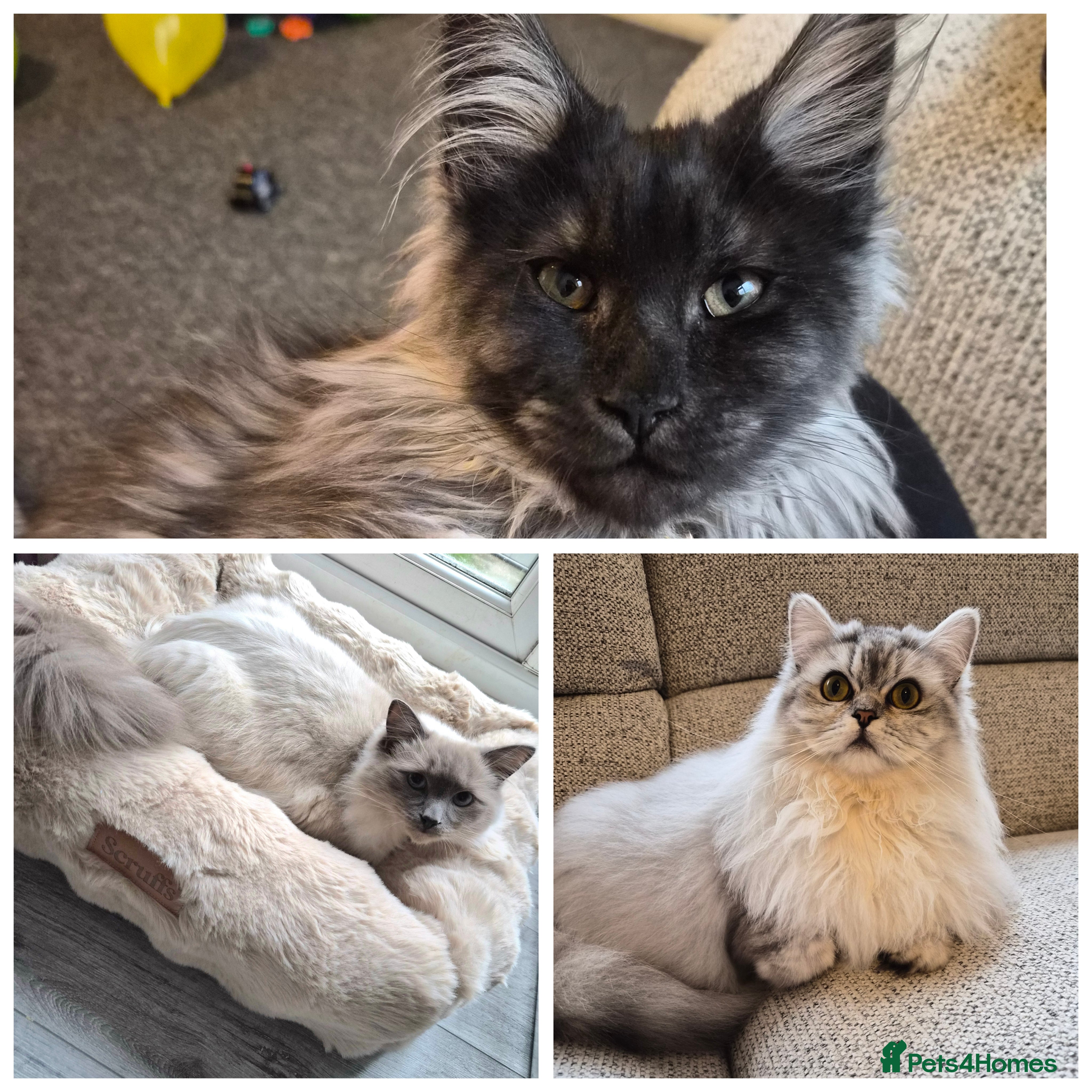 Maine Coon cats Gorgeous mainecoon, persian & ragdoll kittens. - Advert 14