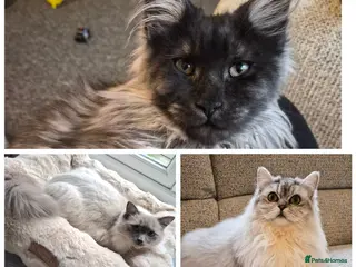 Maine Coon cats Gorgeous mainecoon, persian & ragdoll kittens. - Advert 14