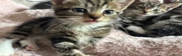 Domestic Shorthair cats for sale: 3 Beautiful Tabby Female Kittens – Ready Now - Advert 5