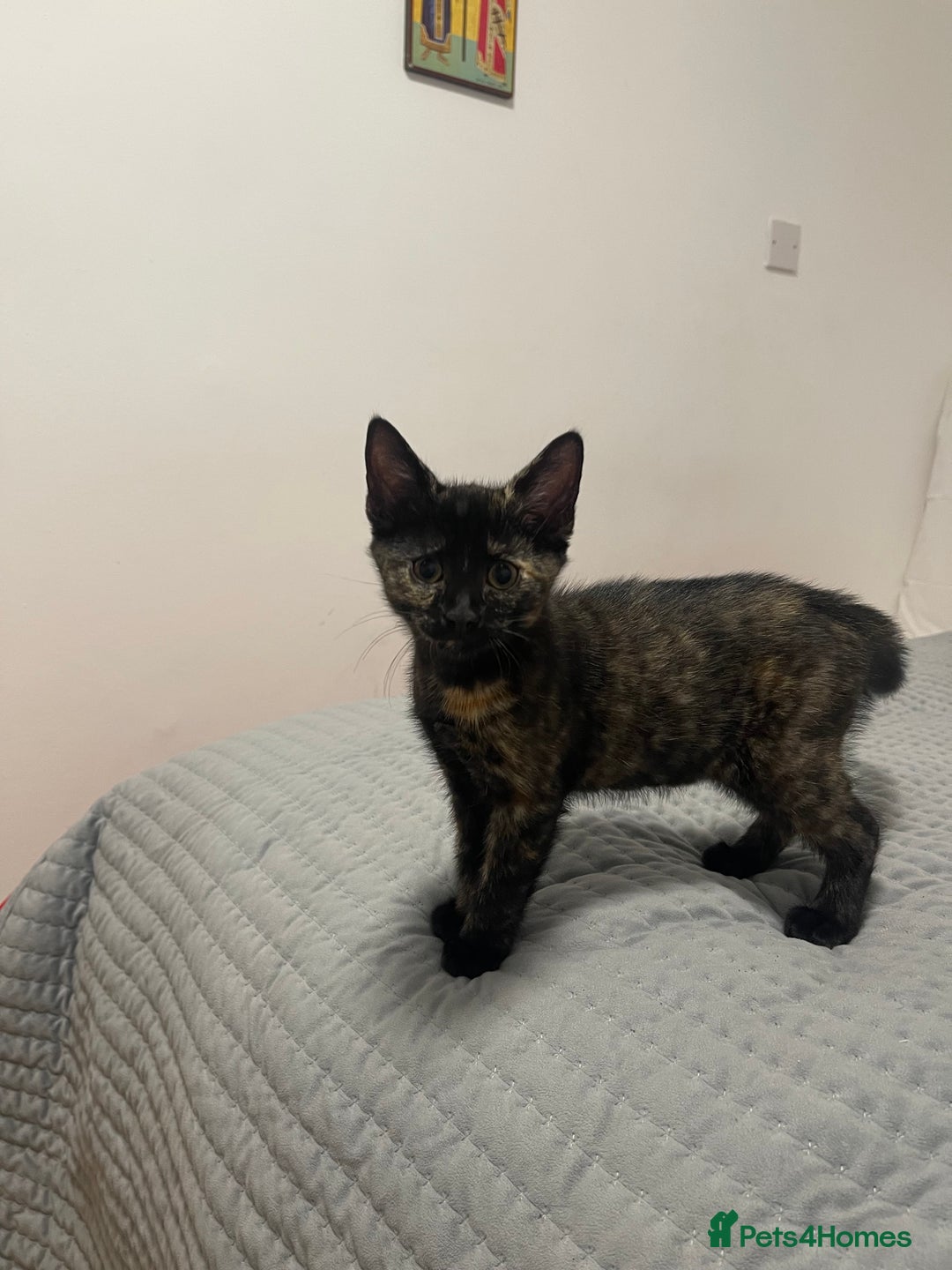 Mixed Breed cats for sale: 5 little kittens trained  - Advert 3