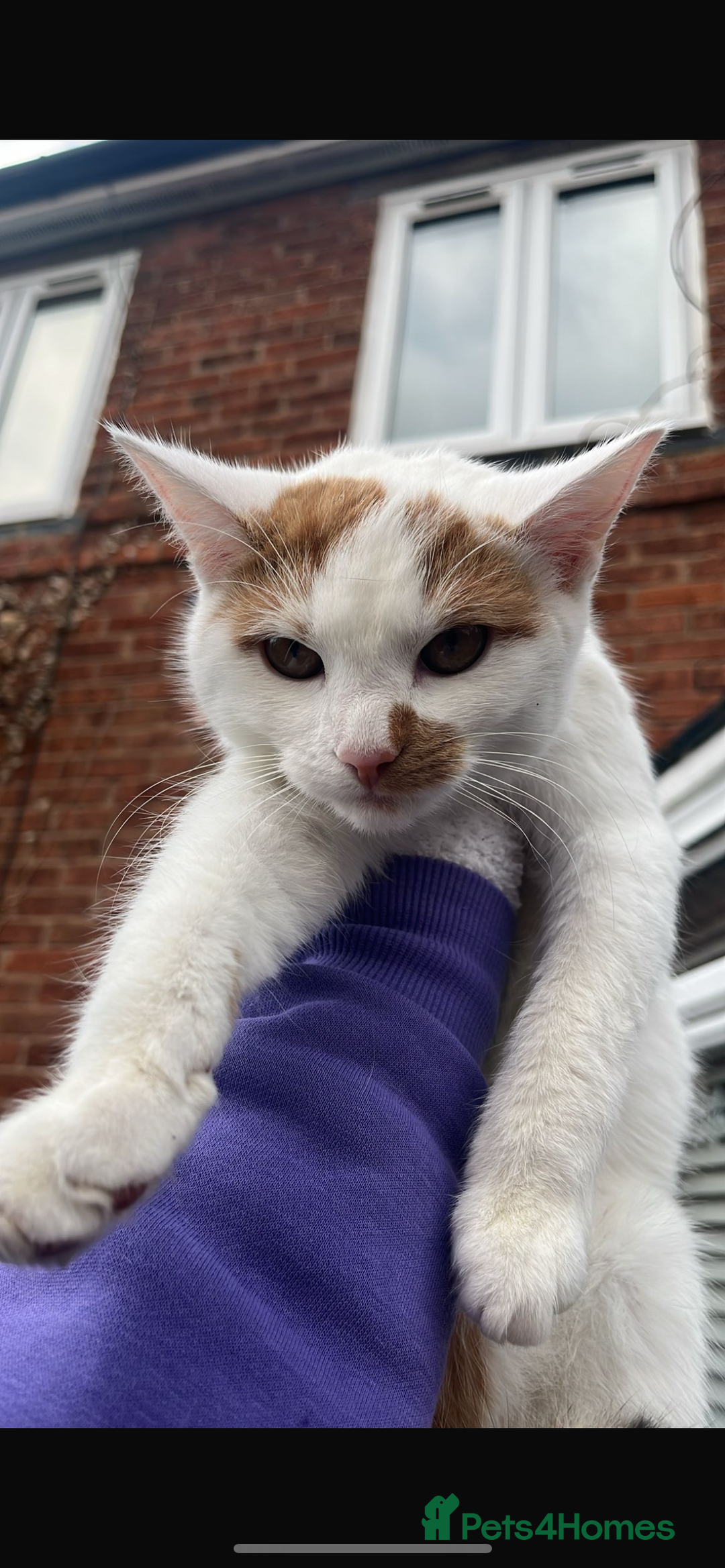 British Shorthair cats for sale: White short hair kitten  - Advert 2