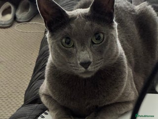 Russian Blue cats Russian Blue male - Advert 10