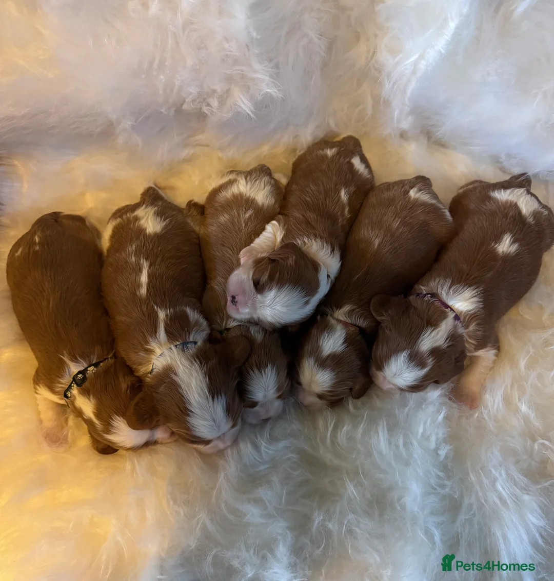 Cavalier King Charles Spaniel dogs for sale: Cavalier King Charles KC reg DNA 5* home breed - Advert 3
