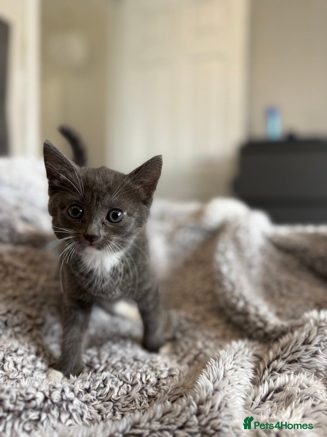 British Shorthair cats for sale: British blue x bengal kittens ready to go now ❤️ - Image 7