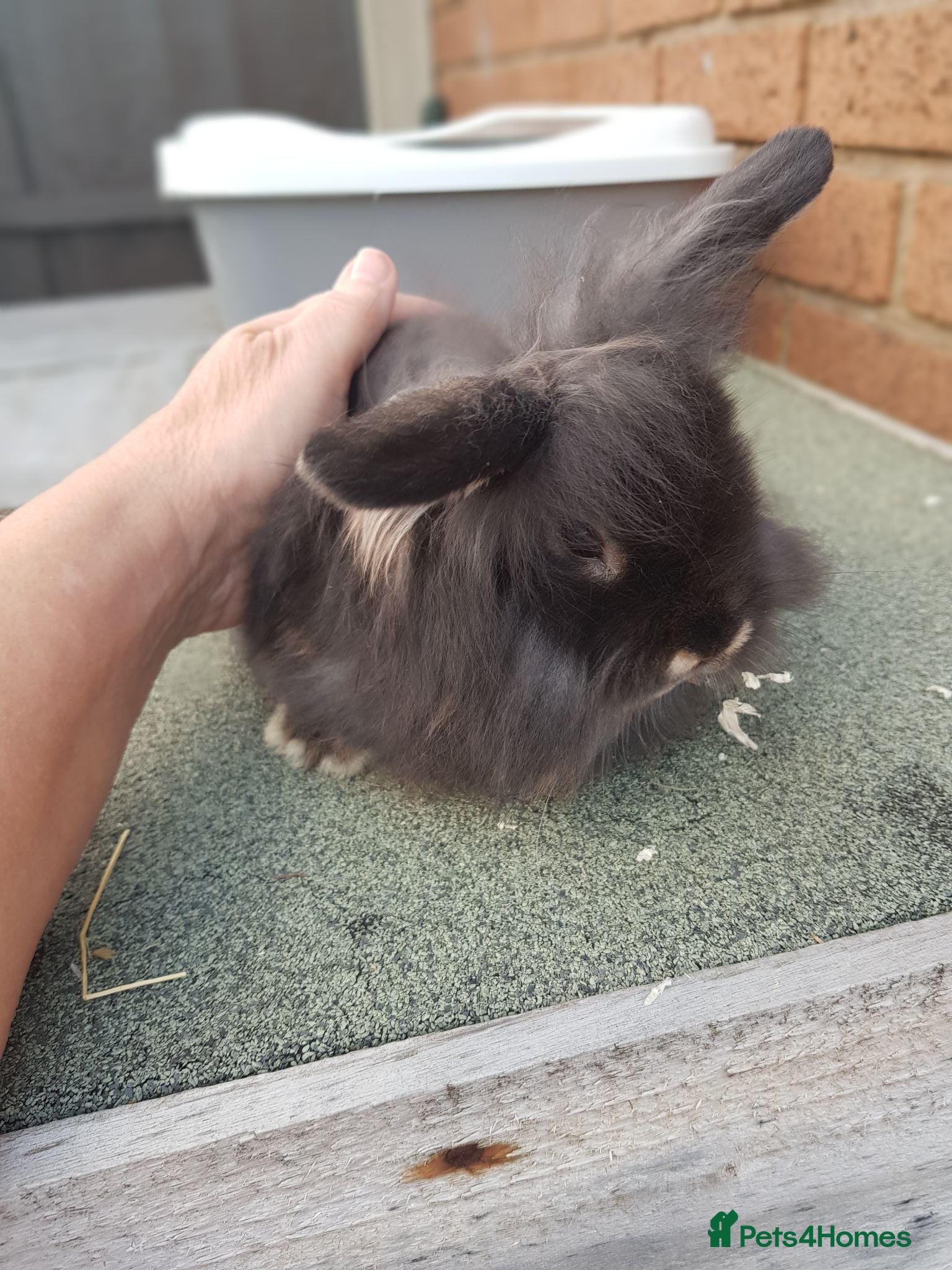 Lionhead rabbits Lionhead x mini lop  - Advert 5