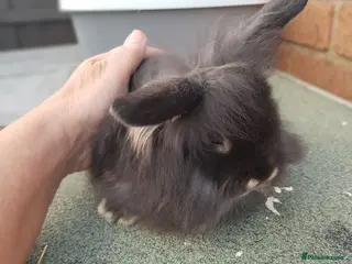 Lionhead rabbits Lionhead x mini lop - Advert 1