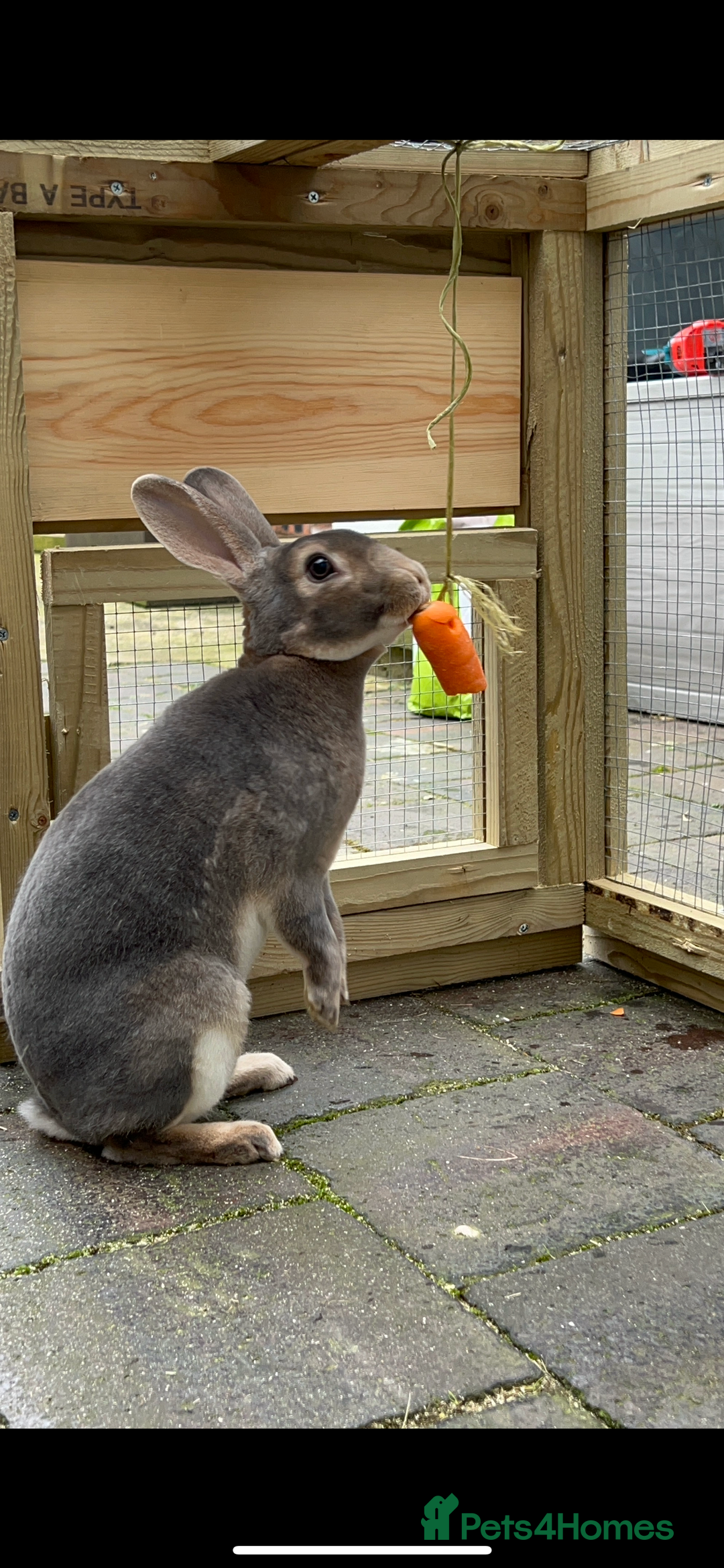 Rex rabbits for sale: 2 y/o Lavender - Image 9