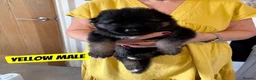 Mixed Breed dogs for sale: German Shepherd Caucasian Shepherd Swiss Shepherd - Advert 4