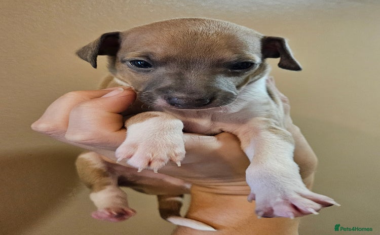 Italian Greyhound dogs - Advert 7