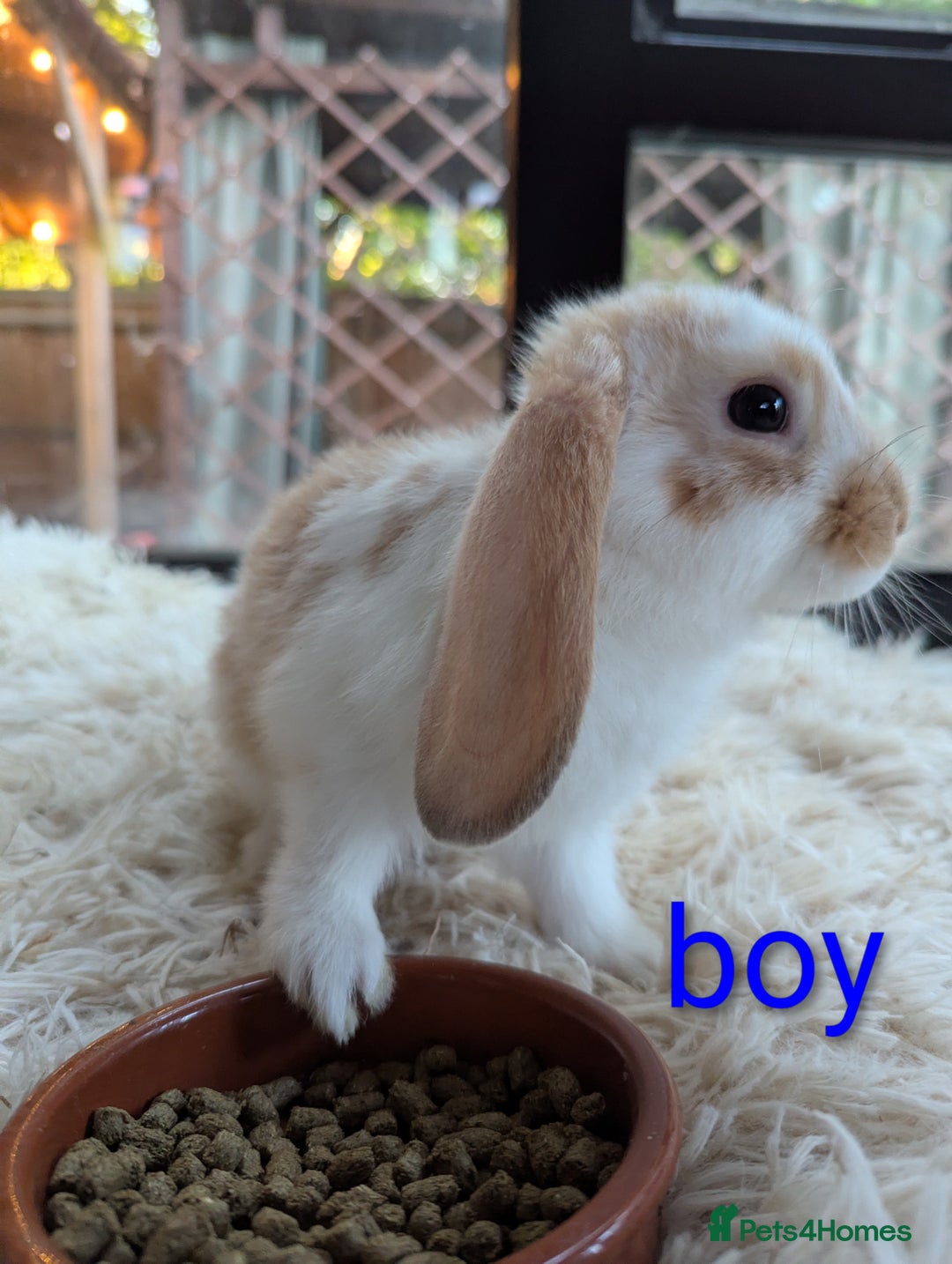 English Lop rabbits for sale: Lop mixed dot baby bunnies - Image 11