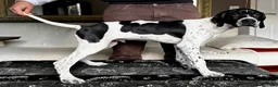 Pointer dogs for sale: Gorgeous Pedigree Pointer Pups - Advert 9