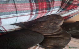 Mixed Breed dogs for sale: 2 boy 2 girls springer mixed with staff puppys - Image 12