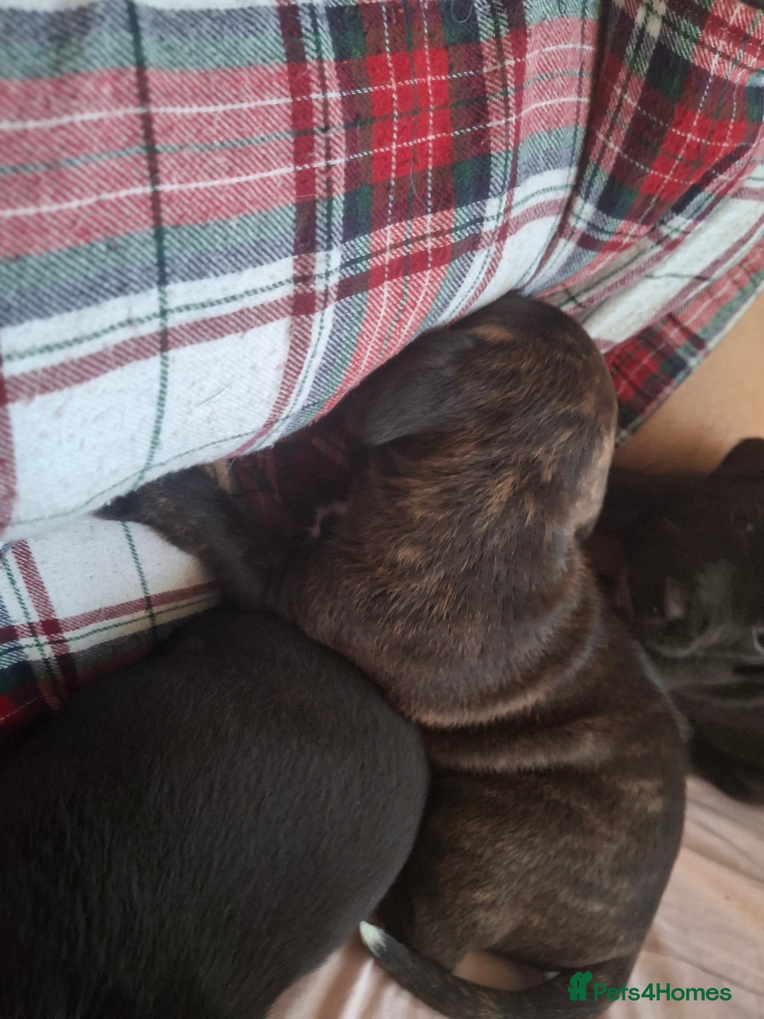 Mixed Breed dogs for sale: 2 boy 2 girls springer mixed with staff puppys - Image 12