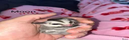 Sugar Glider rodents for sale: Mosaic male and grey female both het creamino - Advert 15