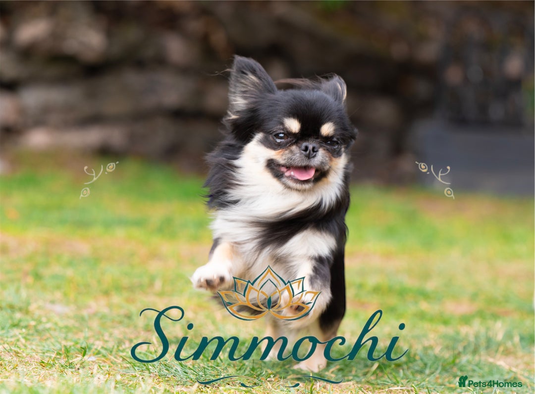 Chihuahua dogs for stud: Exceptional Thai line  - Advert 15