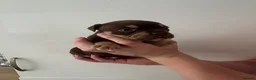 American Bully dogs for sale: Quality Pocket bully pups - Advert 7