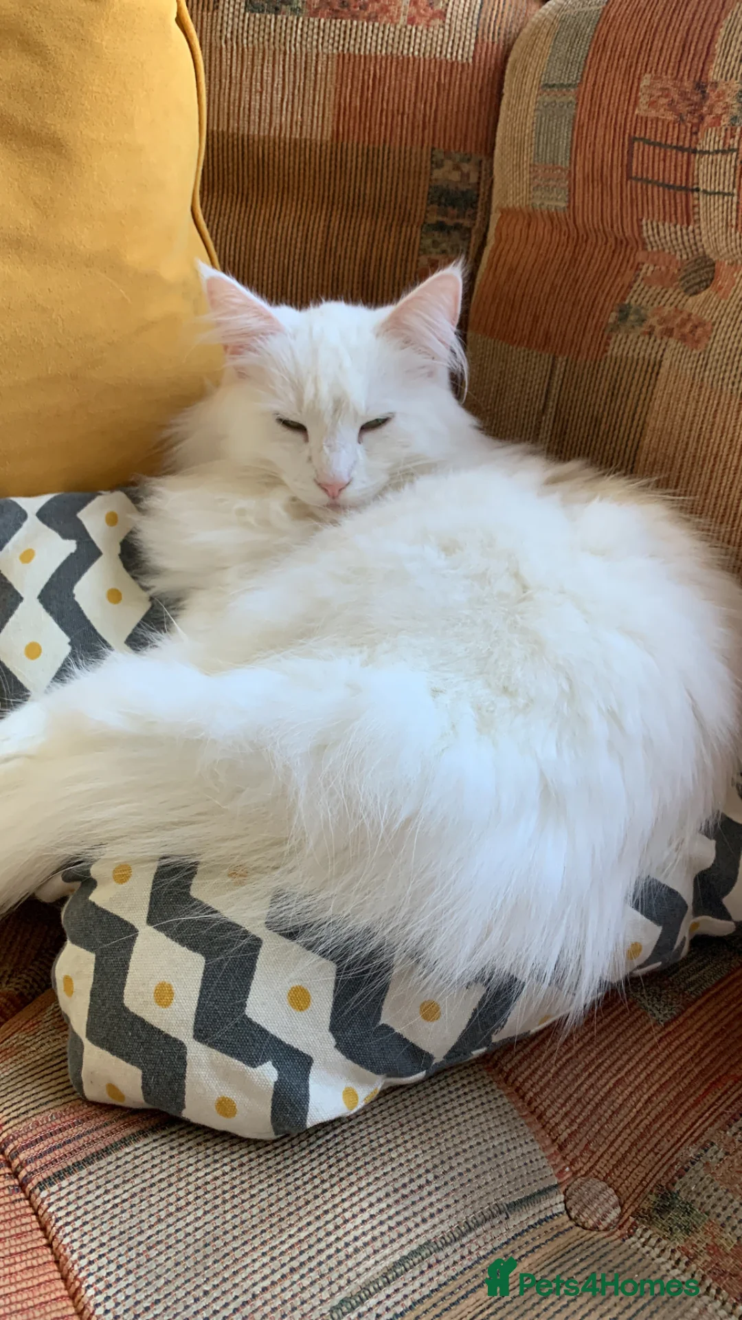 Norwegian Forest Cat cats for sale: Beautiful white Norwegian Forest Cat - Advert 2
